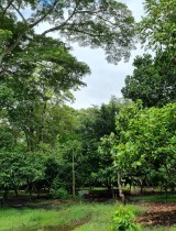 cacao_agroforesterie_carbone_ghana_cote_foret.jpg