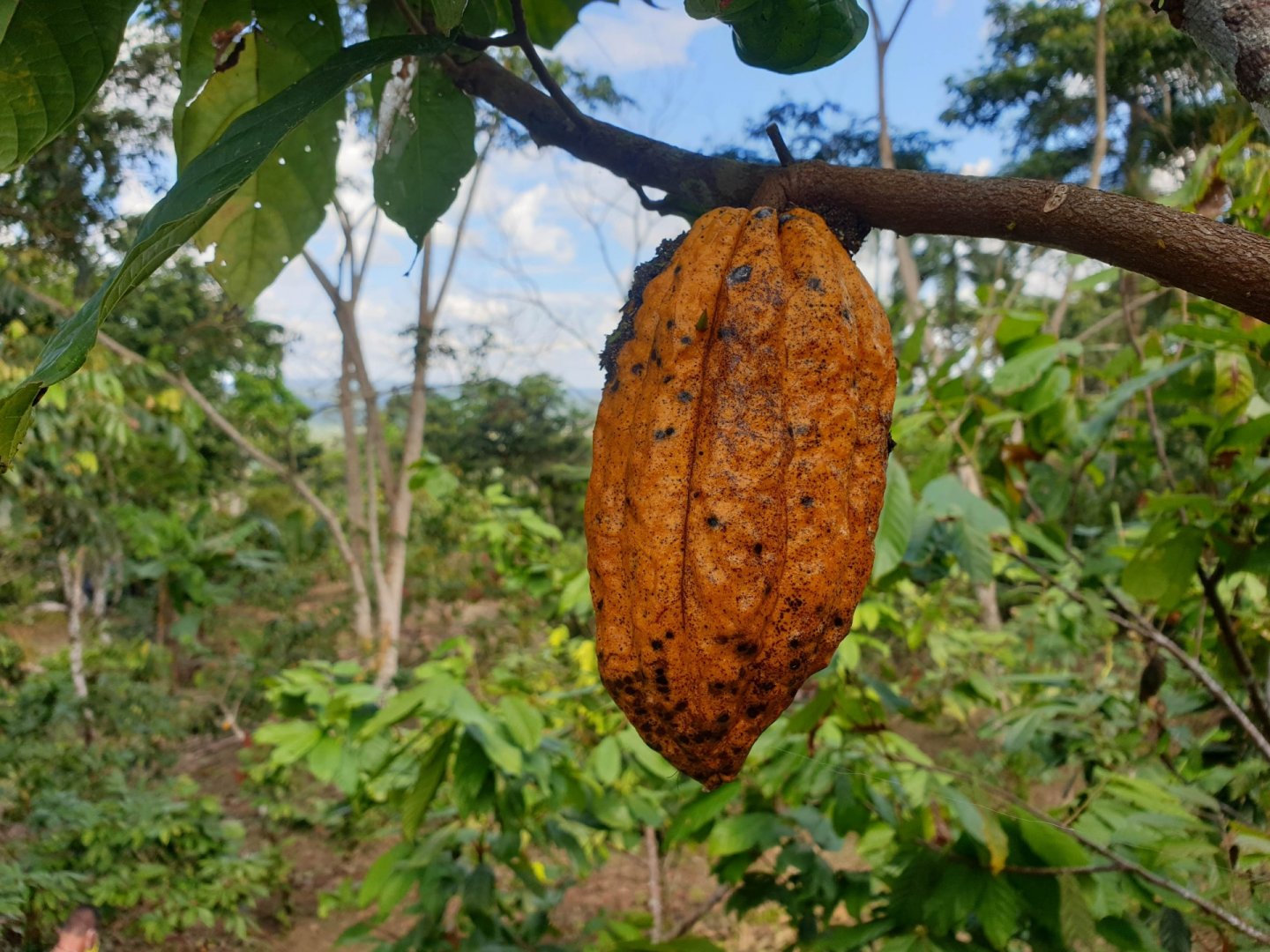 amavi_equateur_bioenergie_biodiversite_climat_cacao_agri.jpg