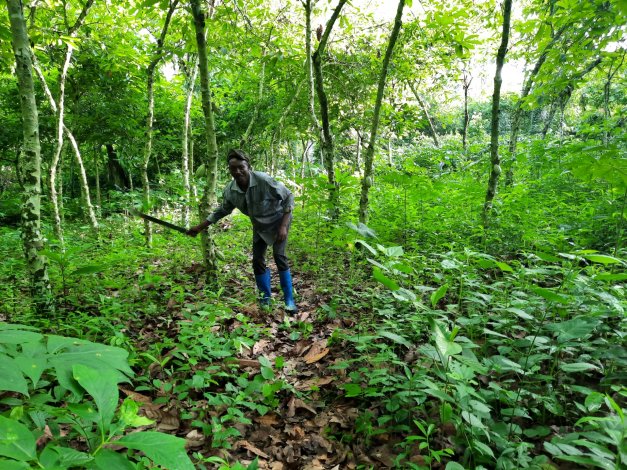 cameroun_foret_agri_aires_2.jpg