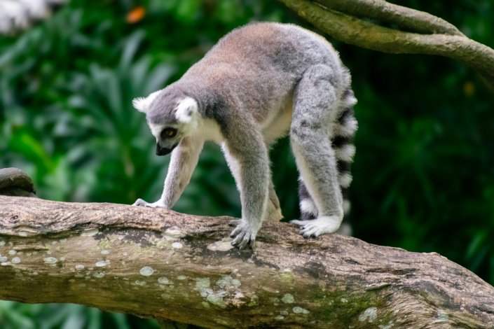 robin_teng_unsplash_lemur.jpg